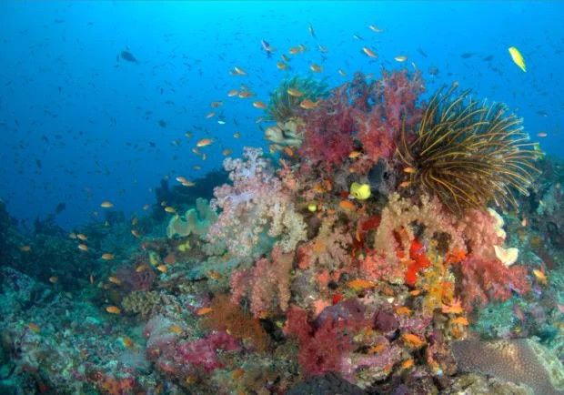 An underwater photo of a colourful coral reef in bright blue water, with tiny yellow fish swimming around.