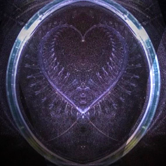 Two transparent marine worms shaped like a heart (by editing) in a glass petridish against a black background
