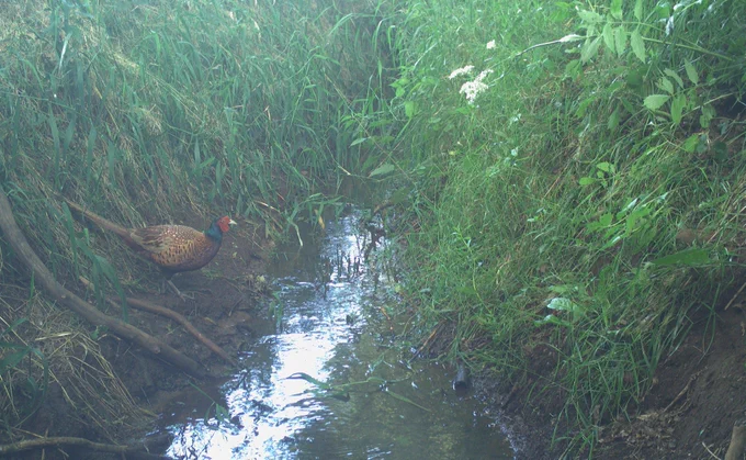 A small waterway with green vegetation on both sides. A pheasant is seen one one side, on its way to cross the water.