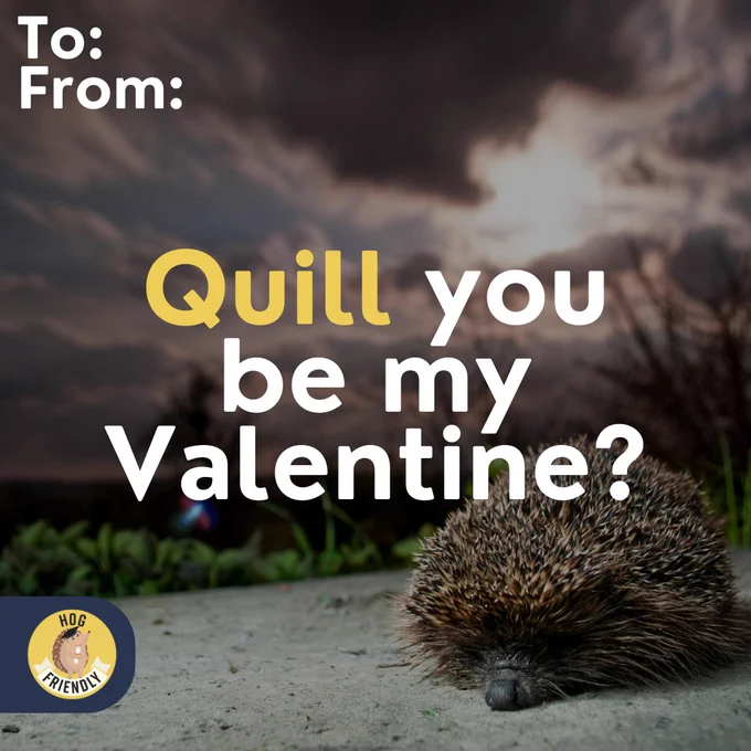 Decorative image of a hedgehog in the background. Text overlay says ‘Quill you be my Valentine?’.
