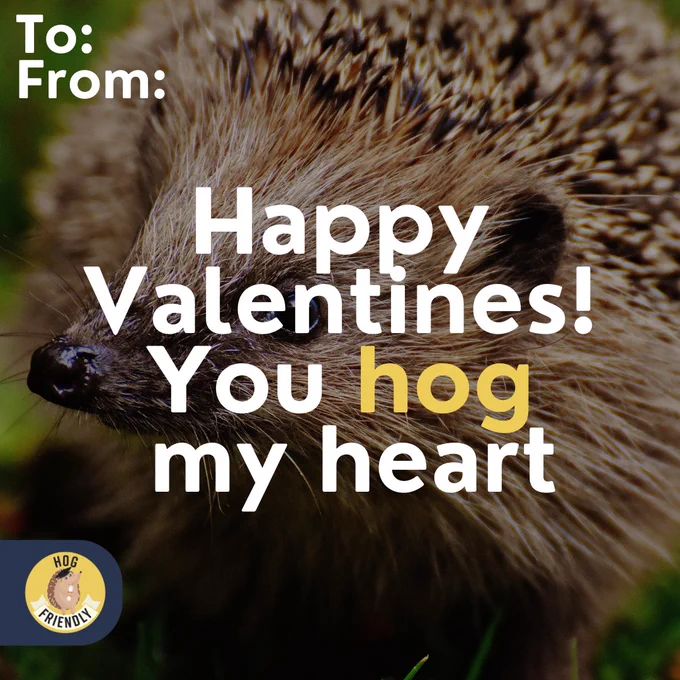 Decorative image of a hedgehog in the background. Text overlay says ‘Happy Valentines! You hog my heart’.