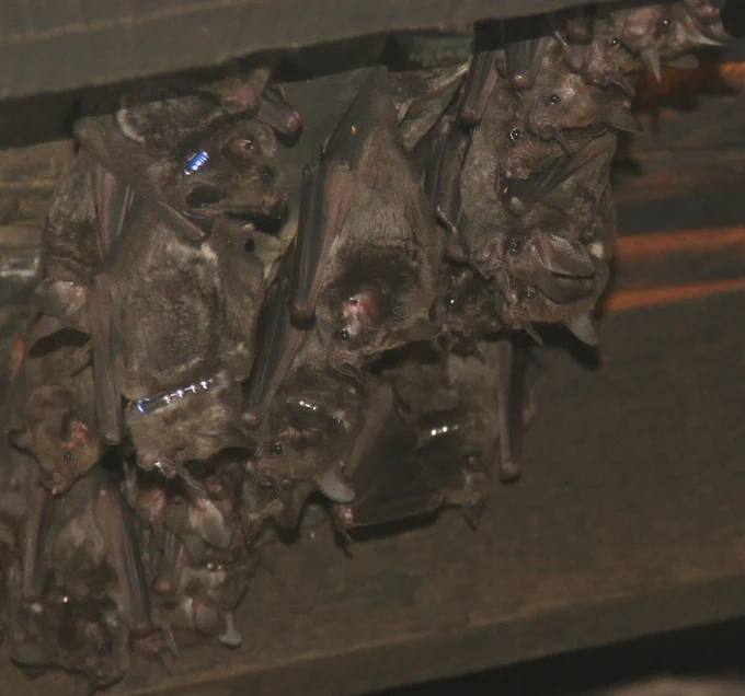 Group of short-tailed bats roosting