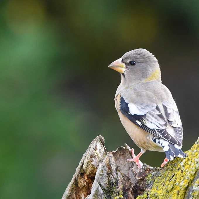 A bird, Evening Grosbeak, standing on a log. 