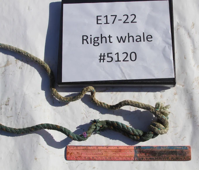 One section of rope with purple zip tie nub.  Just above 2" mark on ruler. Credit: NOAA Fisheries
