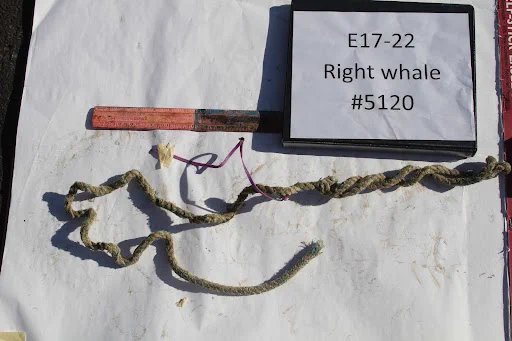 Section of rope with full, one-foot purple zip tie. Credit: NOAA Fisheries