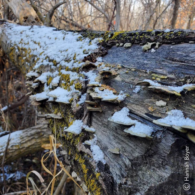 Snow covered mushrooms growing on a log.
