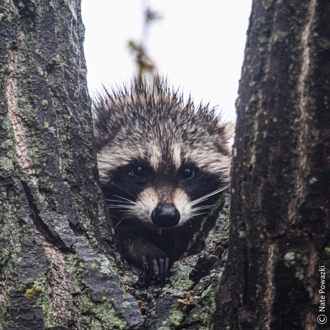 A raccoon peeks its head between two trees.