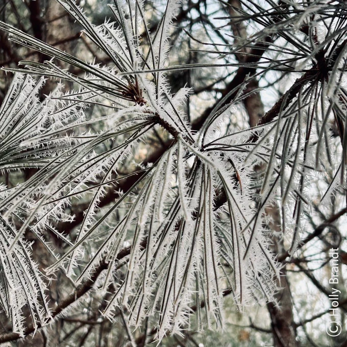Frost crystals on pine needles.