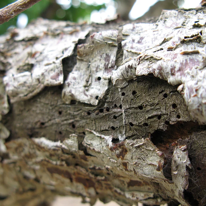 Damage done by shot hole borer