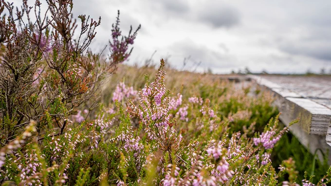 Heather flowers beside a wooden boardwalk at Whim Bog