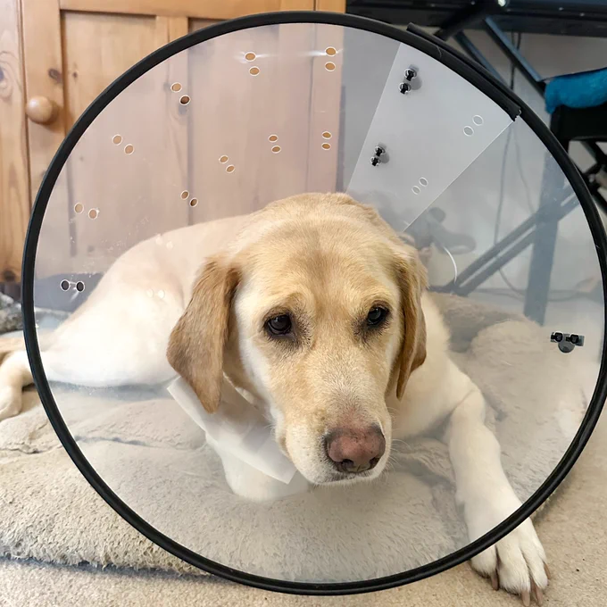 Photo shows Ziggy, a yellow Labrador retriever, lying in her brown and beige dog bed. She has a large plastic cone around her neck