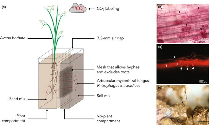 Arbuscular mycorrhizal fungus Rhizophagus intraradices, inoculated within the plant compartment, colonized roots of the host plant Avena barbata and grew across an air gap to reach the no-plant compartment. 