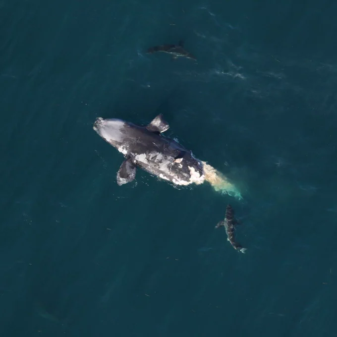 A dead right whale floating about miles offshore of Tybee Island, Georgia on February 14, 2024. Two sharks swim close by. Credit: Clearwater Marine Aquarium, NOAA permit 24359. 
