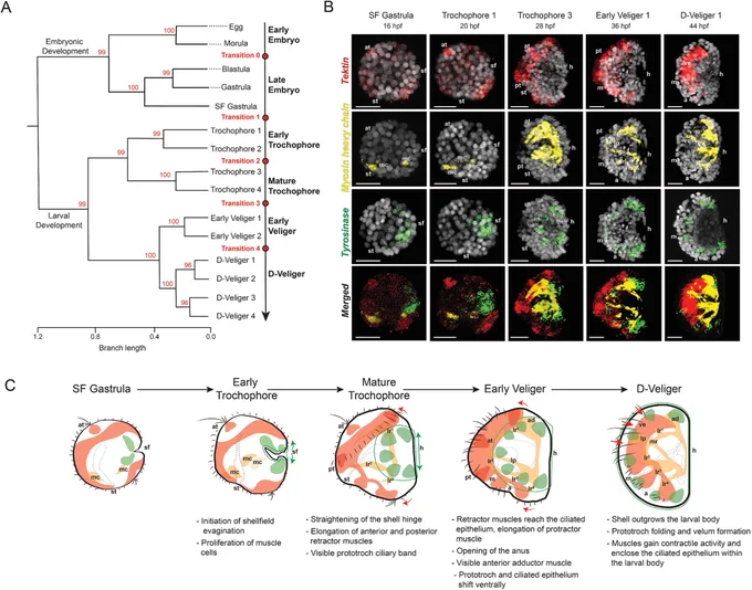 Figure 2: Transcriptomic and anatomical characterization of Mytilus galloprovincialis early development.