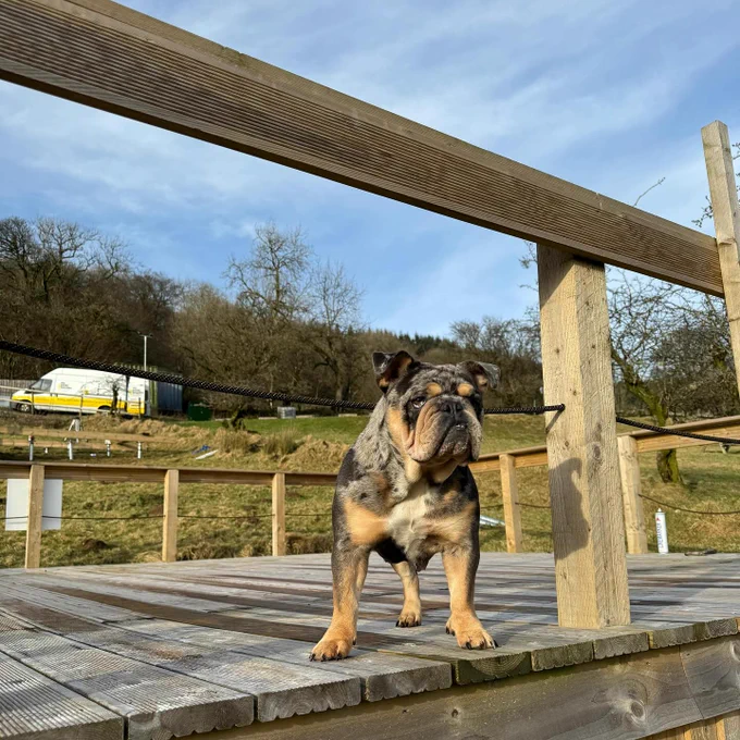 Puppy supervisor | No More Digging Wales