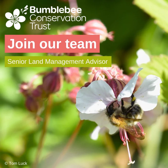 A bumblebee feeding on a white and pink flower.