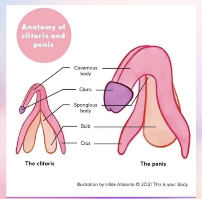 An image of a clitoris and penis, with labels for Cavernous body, glans, spongious body, bulb, and crus. Illustration by Hilde Atalanta.