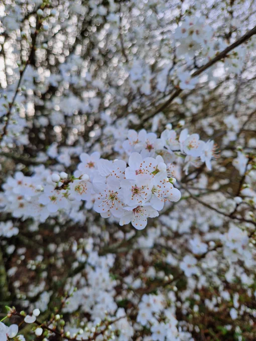 Clouds of white blossom on a small tree, possibly a Blackthorn.
