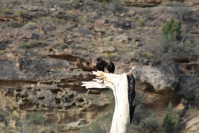 Two ravens sharing a snack on a tree stump early in the morning along the Green River, Utah.
