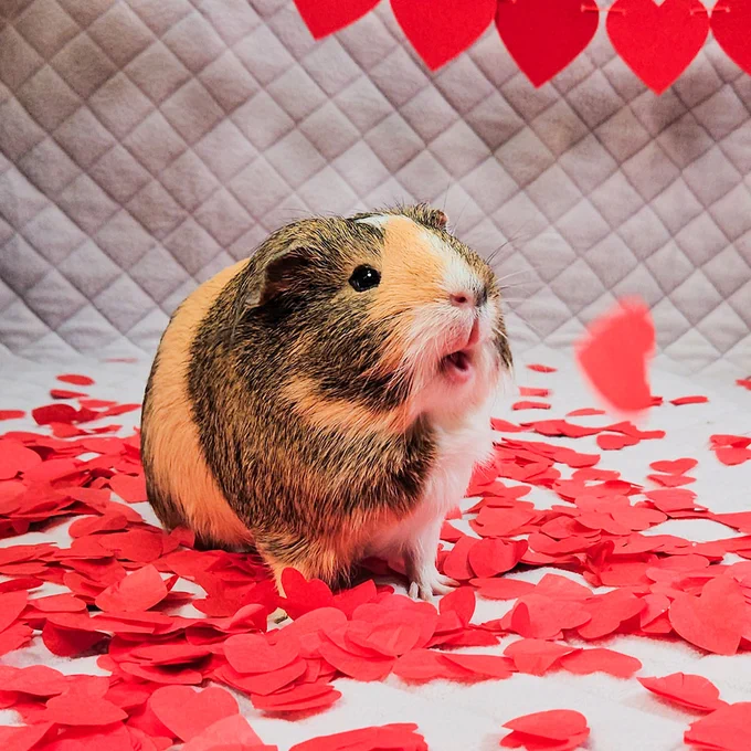 A cute guinea pig named Mi sits amidst a sea of red paper hearts scattered on a white and grey checked background, with a look of mock annoyance on its face, as if to say 'Where's my Valentine?' on this special day
