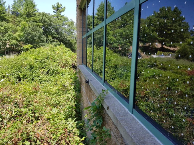 Window with dots or decals makes them more visible to birds
