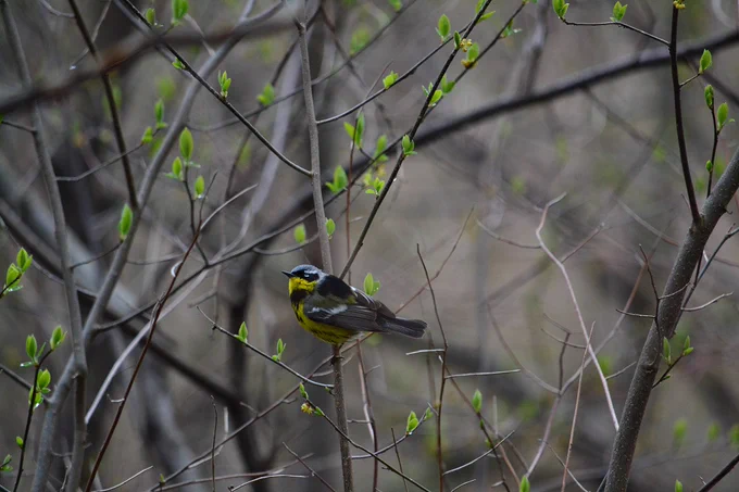 Magnolia warbler


