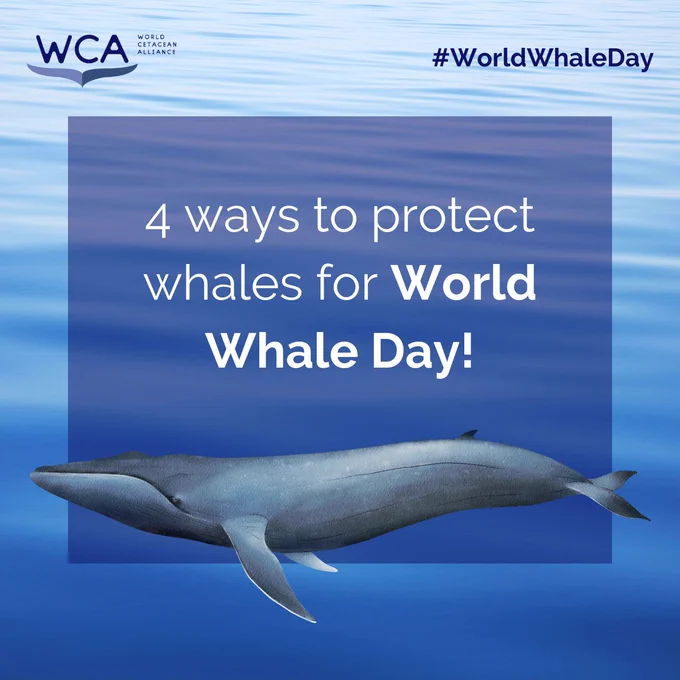 4 ways to protect whales for World Whale Day!