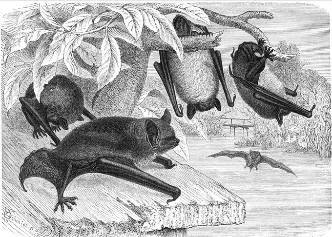 Eduard Oscar Schmidt (1823 - 1886); "Wasserfledermaus, Leuconoë daubentoni Leisl. Natürliche Größe." / "Daubenton's Bat, Myotis daubentoni Leisl. Natural size."
BREHMS THIERLEBEN, Small Edition 1927 
https://de.m.wikipedia.org/wiki/Datei:Wasserfledermaus-drawing.jpg