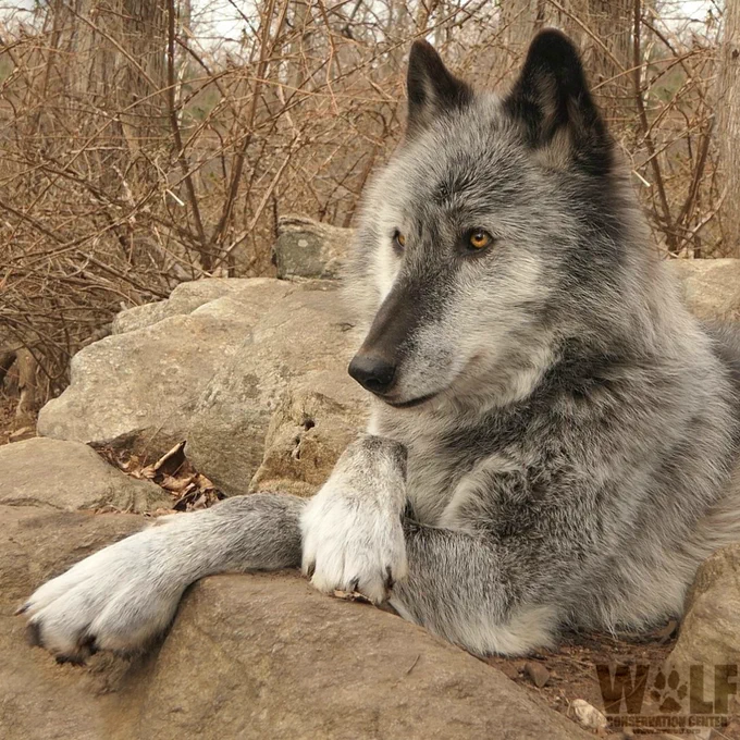 Gray wolf resting on rocks with one paw crossed over the other