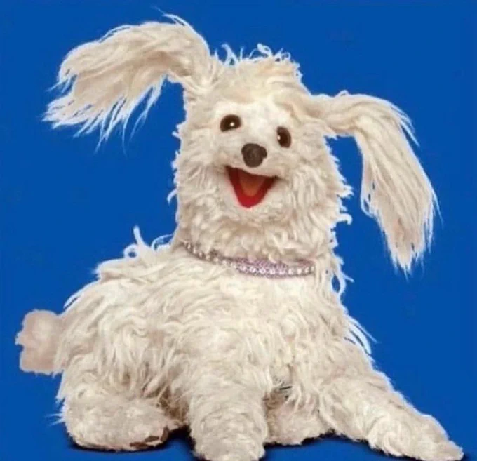 It's a raggedy dog that has its active listening face on