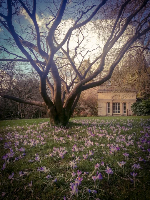 Crocus in Botanical Gardens
