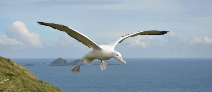 A large albatross glides in mid-air just off a grassy bank. It is white with black-tipped wings and soft pink feet and beak. In the distance is open sea and small islands.