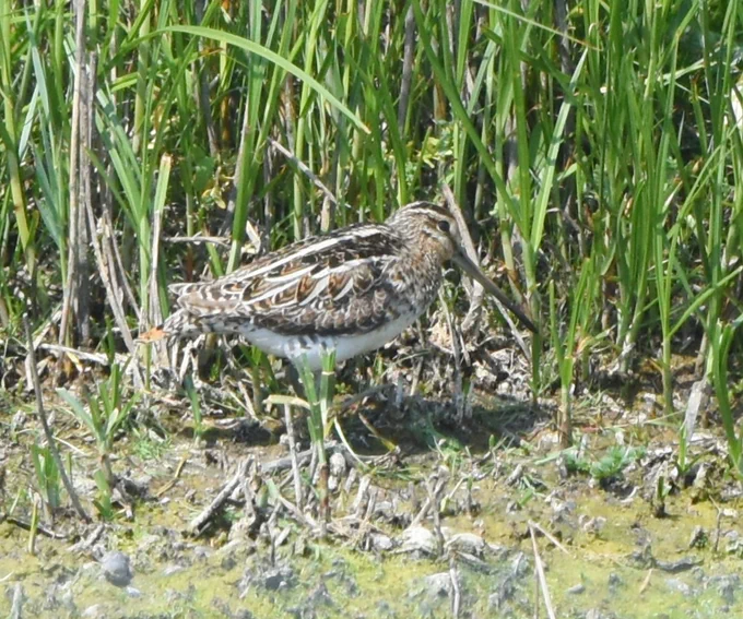 A Snipe, a dumpy wading bird with streaky brown plumage and a long beak which is used for probing in mud for invertebrates.