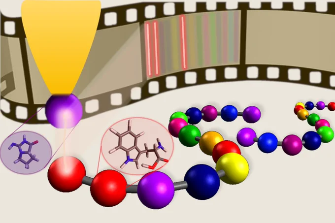 Die chemisch sensitive Messpitze des Rastertunnelmikroskop (lila Kugel an gelber Pfeilspitze) erkennt spezifische Aminosäuren in einer Peptidkette, vergleichbar mit einzelnen Informationen auf einem Filmstreifen. Bildnachweis: IAP/TU Braunschweig