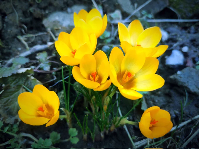 ✅ Did you know about Crocus ❓The crocus 💮plant is known for its vibrant flowers 💐and is a member of the iris family. Interestingly, saffron, a valuable spice derived from the flower's 🌷stigma, is obtained from certain species of crocus, particularly Crocus sativus.🌱