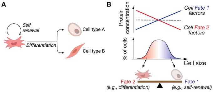 Effects of cell size on stem cell fate decisions.

(A) During embryo development, stem cells make numerous decisions to divide, self-renew, or differentiate, and these decisions have to be accurately controlled.

(B) Cell-size-dependent changes in key protein concentrations can bias stem cell fate decisions – e.g., by shifting the balance between pluripotency and differentiation transcription factors.