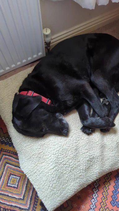 A black Labrador with a red collar, asleep on their bed