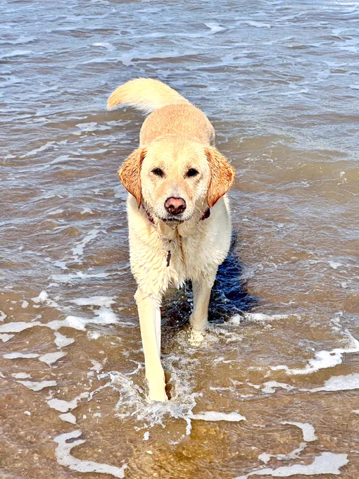 Photo shows Ziggy, a yellow Labrador retriever walking towards the camera through the sea on a beach
