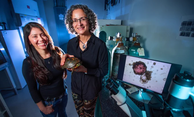 Nicole Valenzuela holding a dark green turtle with orange markings on its shell, standing in a lab with research scientist Itzel Sifuentes-Romero next to a computer monitor showing a photo of turtle organoids.