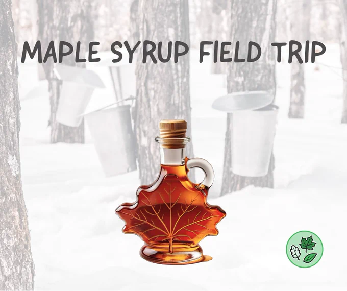 Maple Syrup Field Trip text on a background featuring sap buckets hanging off sugar maple trees and a maple syrup bottle in the shape of a maple leaf