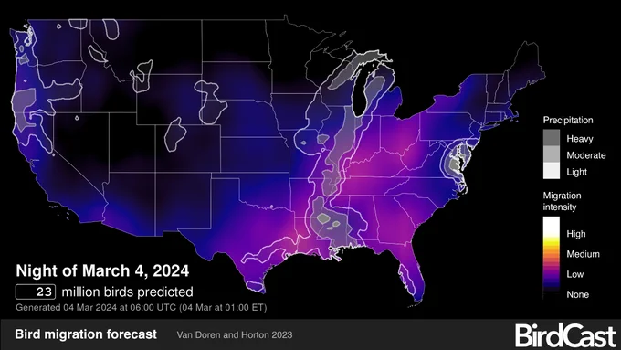 BirdCast map forecasting 23 million birds predicted to migrate across the continental U.S. on the night of March 4, 2024. 