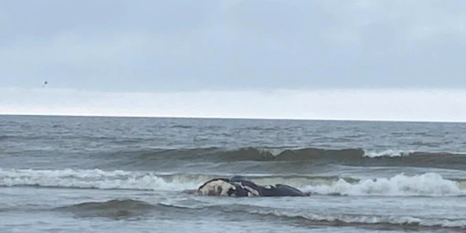 Dead North Atlantic right whale calf in the surf. Credit: National Park Service