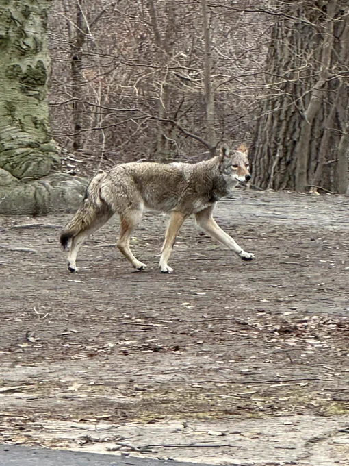 A coyote walks across a muddy area.  It walks from left to right. There are bare trees in the background. It is a grey day.