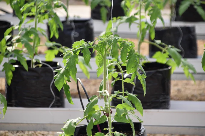Picture of plant in greenhouse