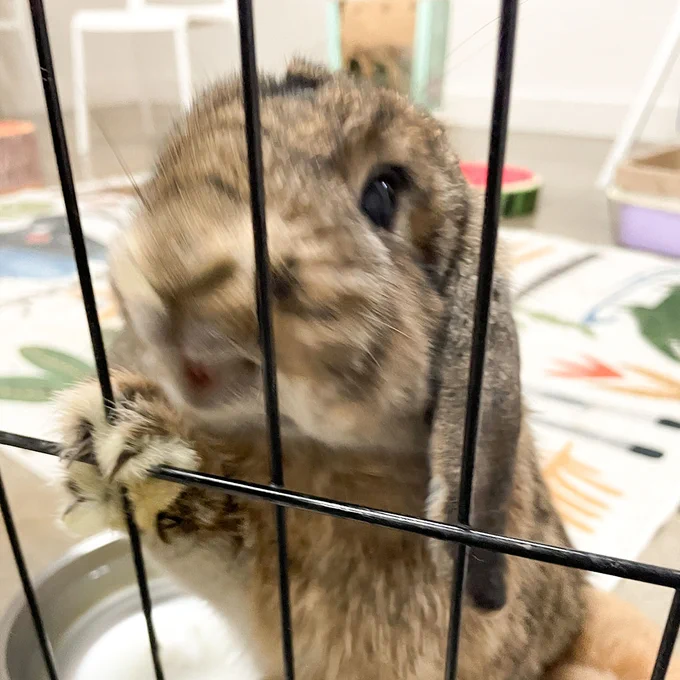 A blurry close-up of a rabbit behind cage bars, attempting to bite or grab the bars with its mouth. The movement and proximity to the camera result in a somewhat distorted image, capturing the rabbit's dynamic action.