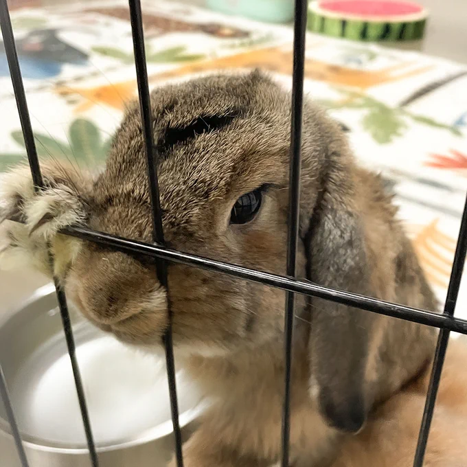 A clearer close-up of the same rabbit behind cage bars, now gently holding the bars with its mouth, possibly nibbling or tugging at them. The rabbit's eyes and fur pattern are more distinct, with a calm demeanor in contrast to the first image.