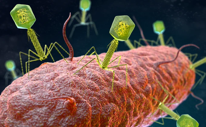 Illustration of microscopic spider-like phage viruses attacking a bacteria.