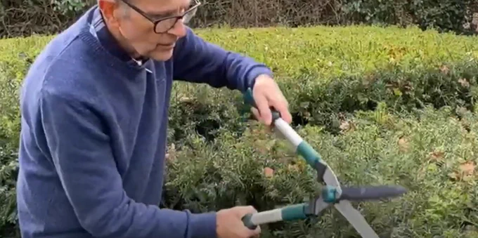 Ken cuts a hedge by hand.