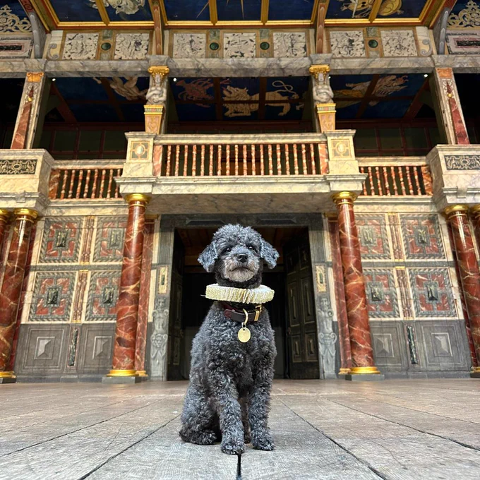 A grey toy poodle sits on the Globe Theatre stage, wearing a gold and white ruff. 