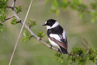 Collared flycatcher, photo by Andrej Chudý, flickr.